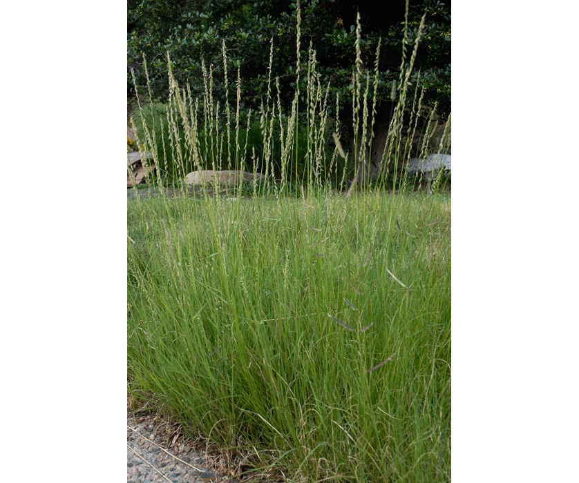 Sideoats Grama